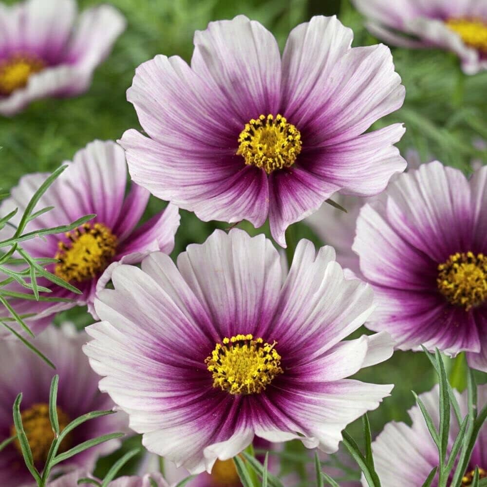 Cosmos 'Daydream' seeds blooming into pale pink flowers with deep magenta centers, giving a dreamy gradient appearance